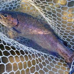 10/23　でっかいロックトラウトをキャッチ！ ～フィッシングパーク高島の泉～